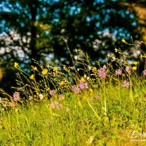 Orchis singe (Orchis simia)