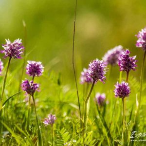 Orchis singe (Orchis simia)