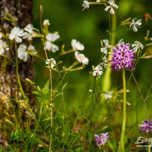 Orchis singe (Orchis simia)