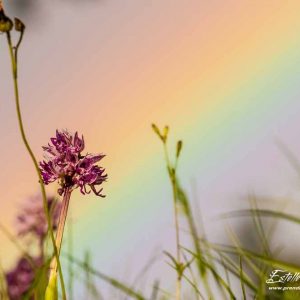 Orchis singe (Orchis simia)