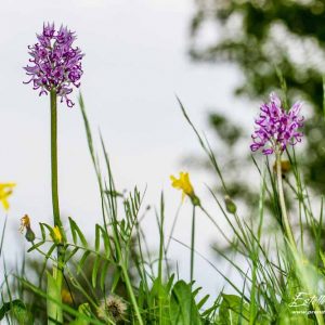 Orchis singe (Orchis simia)