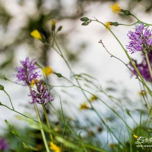 Orchis singe (Orchis simia)