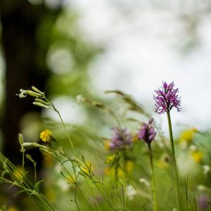 Orchis singe (Orchis simia)