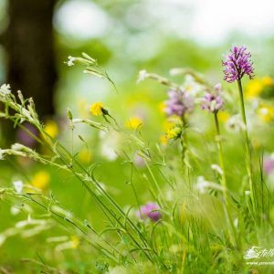 Orchis singe (Orchis simia)