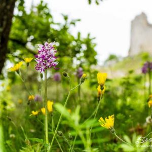 Orchis singe (Orchis simia)