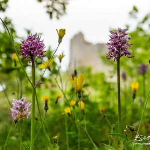 Orchis singe (Orchis simia)