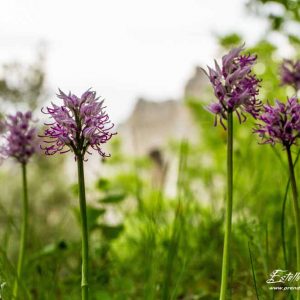 Orchis singe (Orchis simia)