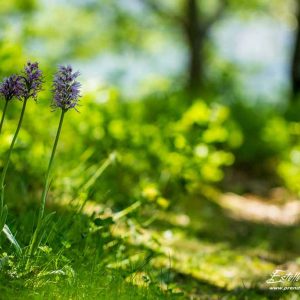 Orchis singe (Orchis simia)