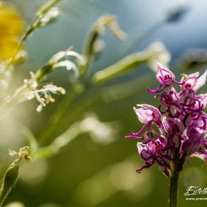 Orchis singe (Orchis simia)