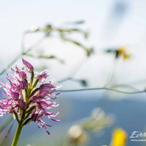 Orchis singe (Orchis simia)