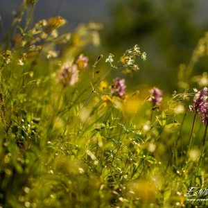 Orchis singe (Orchis simia)