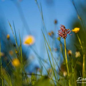 Orchis singe (Orchis simia)