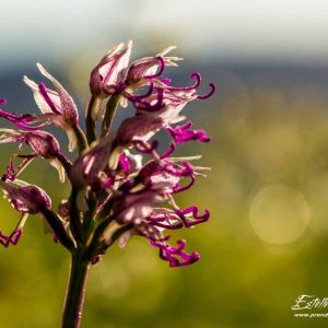 Orchis singe (Orchis simia)