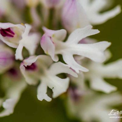 Orchis à 3 dents (Neotinea tridentata)