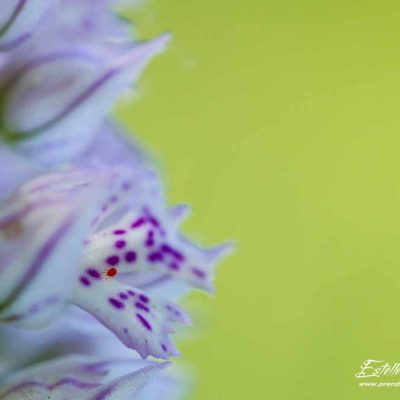 Orchis à 3 dents (Neotinea tridentata)