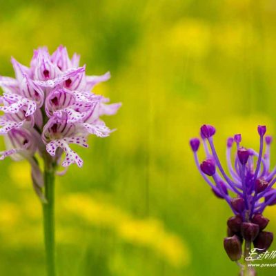 Orchis à 3 dents (Neotinea tridentata)