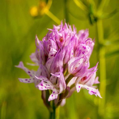 Orchis à 3 dents (Neotinea tridentata)