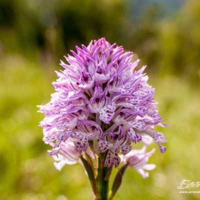 Orchis à 3 dents (Neotinea tridentata)