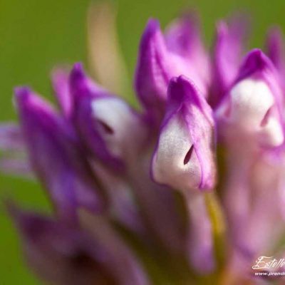 Orchis à 3 dents (Neotinea tridentata)