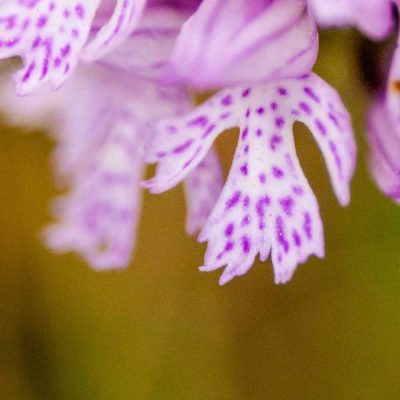 Orchis à 3 dents (Neotinea tridentata)