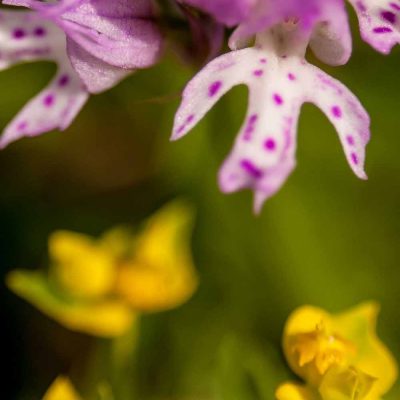 Orchis à 3 dents (Neotinea tridentata)