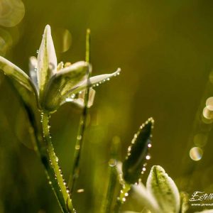 Ornithogale en ombrelle (Ornithogalum umbellatum)