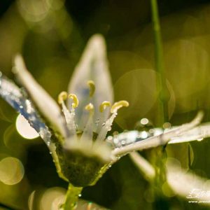 Ornithogale en ombrelle (Ornithogalum umbellatum)