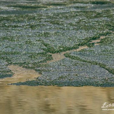 Lac des Garrets  06/2016