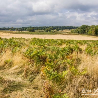 Paysage de Richmond Park