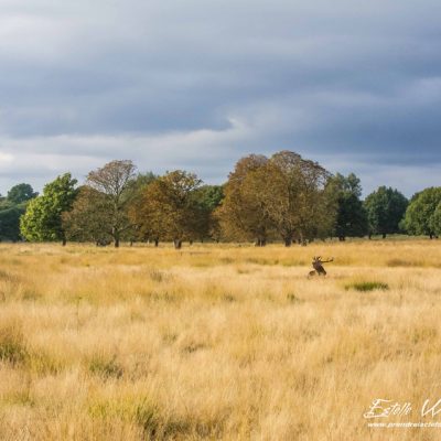 Paysage de Richmond Park