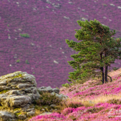 Paysage arbre