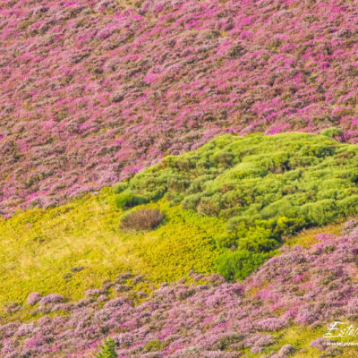 Paysage lande à bruyères