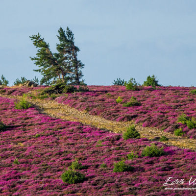 Paysage arbre