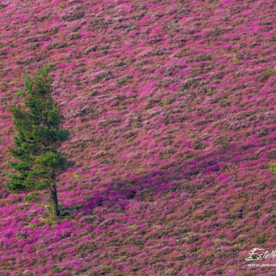 Paysage arbre