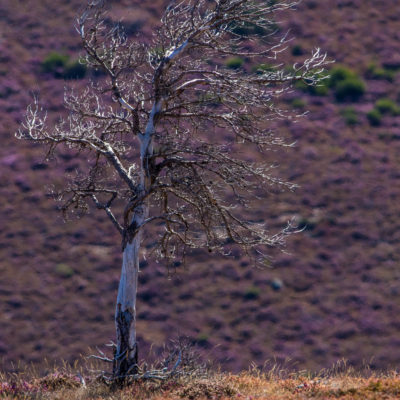 Paysage arbre