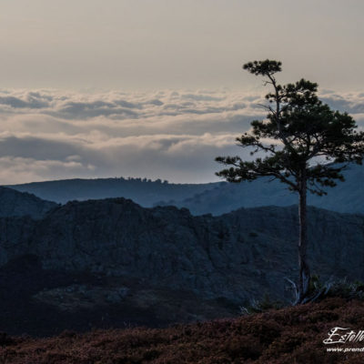 Paysage arbre