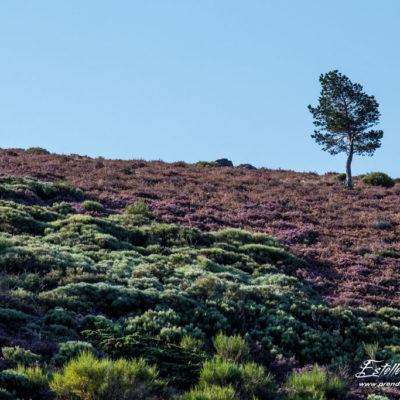 Paysage arbre