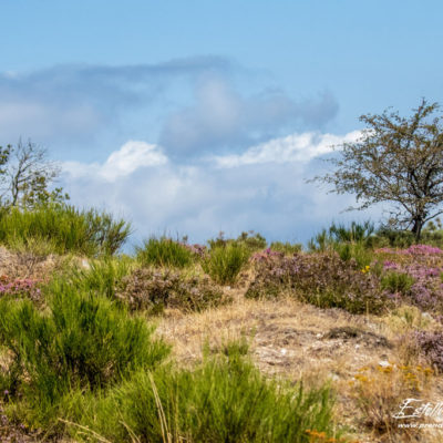 Paysage arbre