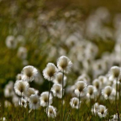 Linaigrette