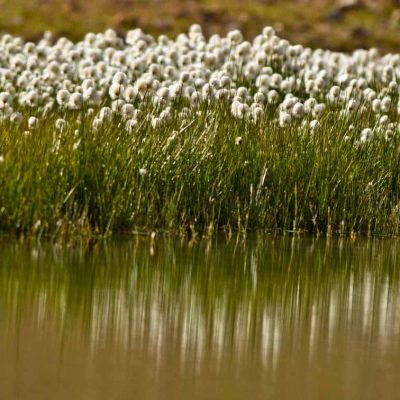 Linaigrette