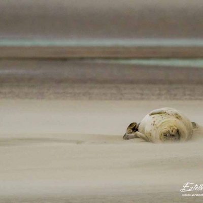 Phoque veau marin_Berck