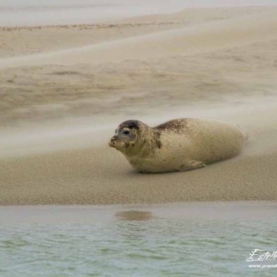 Phoque veau marin_Berck