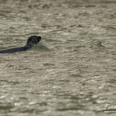 Phoque veau marin_Berck