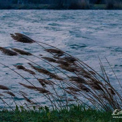 Phragmites_La Roche de Glun