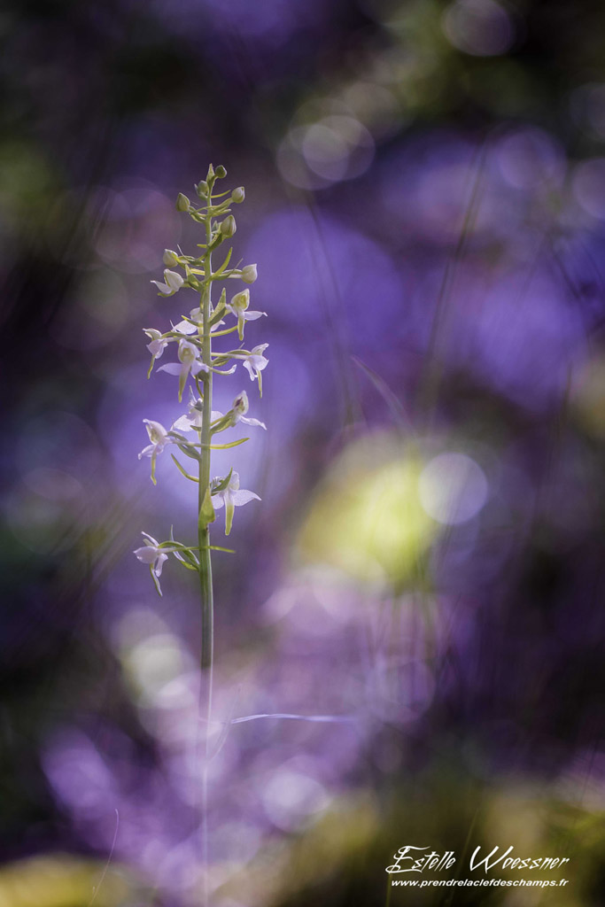 Platanthera chloranta, Platanthère verte