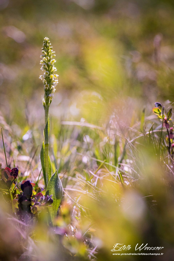 Pseudorchis albida, Orchis miel
