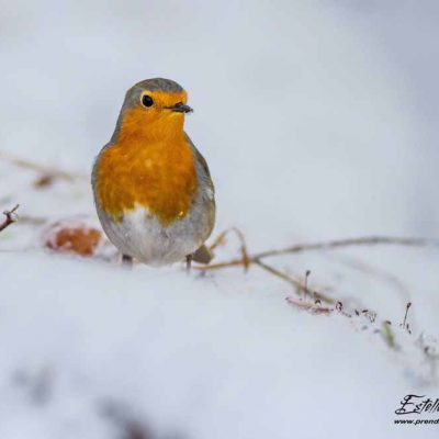 Rouge gorge