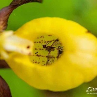 Sabot de Vénus (Cypripedium calceolus)