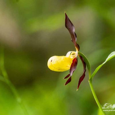 Sabot de Vénus (Cypripedium calceolus)