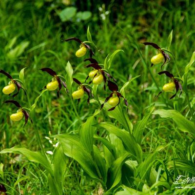 Sabot de Vénus (Cypripedium calceolus)